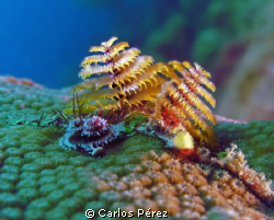 Christmas Tree Worm @ El Natural Reef Aguadilla PR; Seali... by Carlos Pérez 
